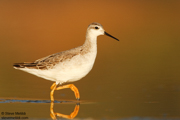SHOREBIRDS