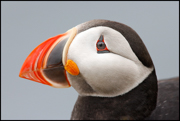 PUFFINS AND OTHER ALCIDS