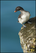 PUFFINS AND OTHER ALCIDS