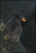 PUFFINS AND OTHER ALCIDS