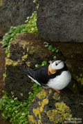 PUFFINS AND OTHER ALCIDS
