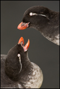 PUFFINS AND OTHER ALCIDS