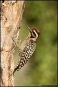 WOODPECKERS
