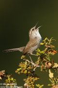 SONGBIRDS