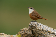 SONGBIRDS