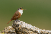 SONGBIRDS