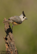 SONGBIRDS