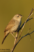 SONGBIRDS