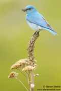 SONGBIRDS
