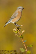 SONGBIRDS