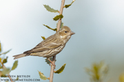 SONGBIRDS