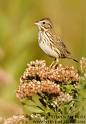 SONGBIRDS