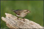 SONGBIRDS