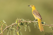 SONGBIRDS