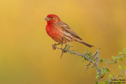 SONGBIRDS