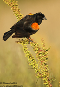 SONGBIRDS