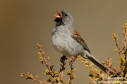 SONGBIRDS